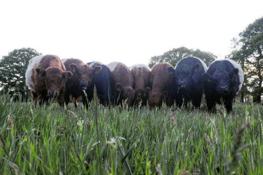 Pries GbR - Vechtetal Weidefleisch