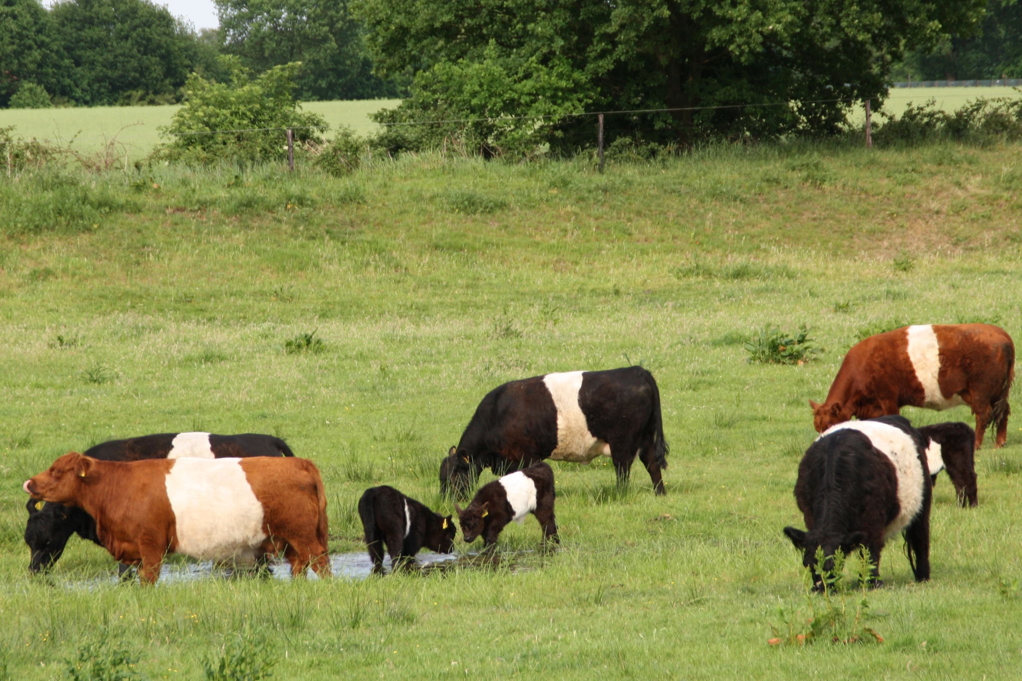 Pries GbR - Vechtetal Weidefleisch