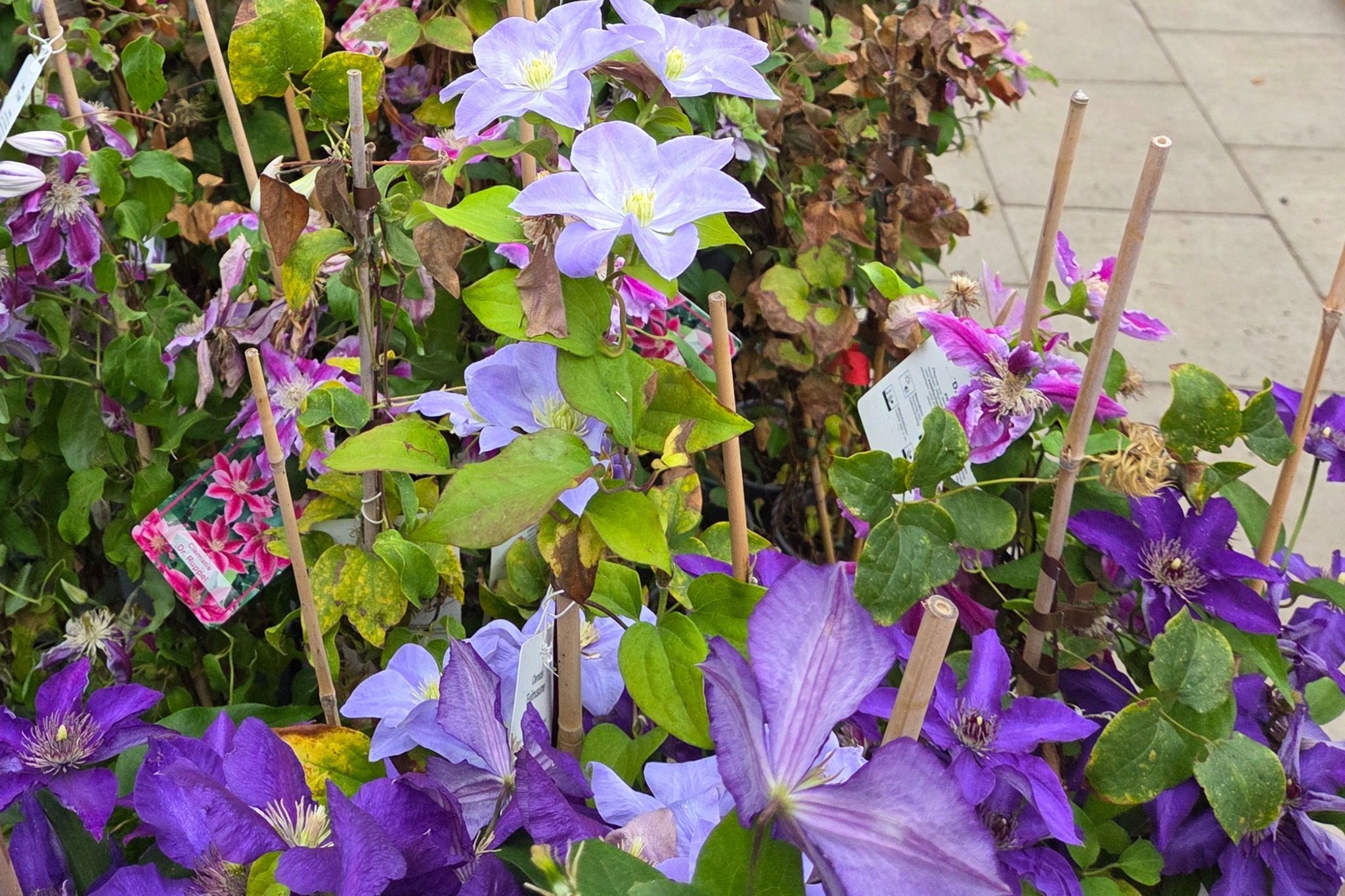 Pflanzenhof Schachtschneider