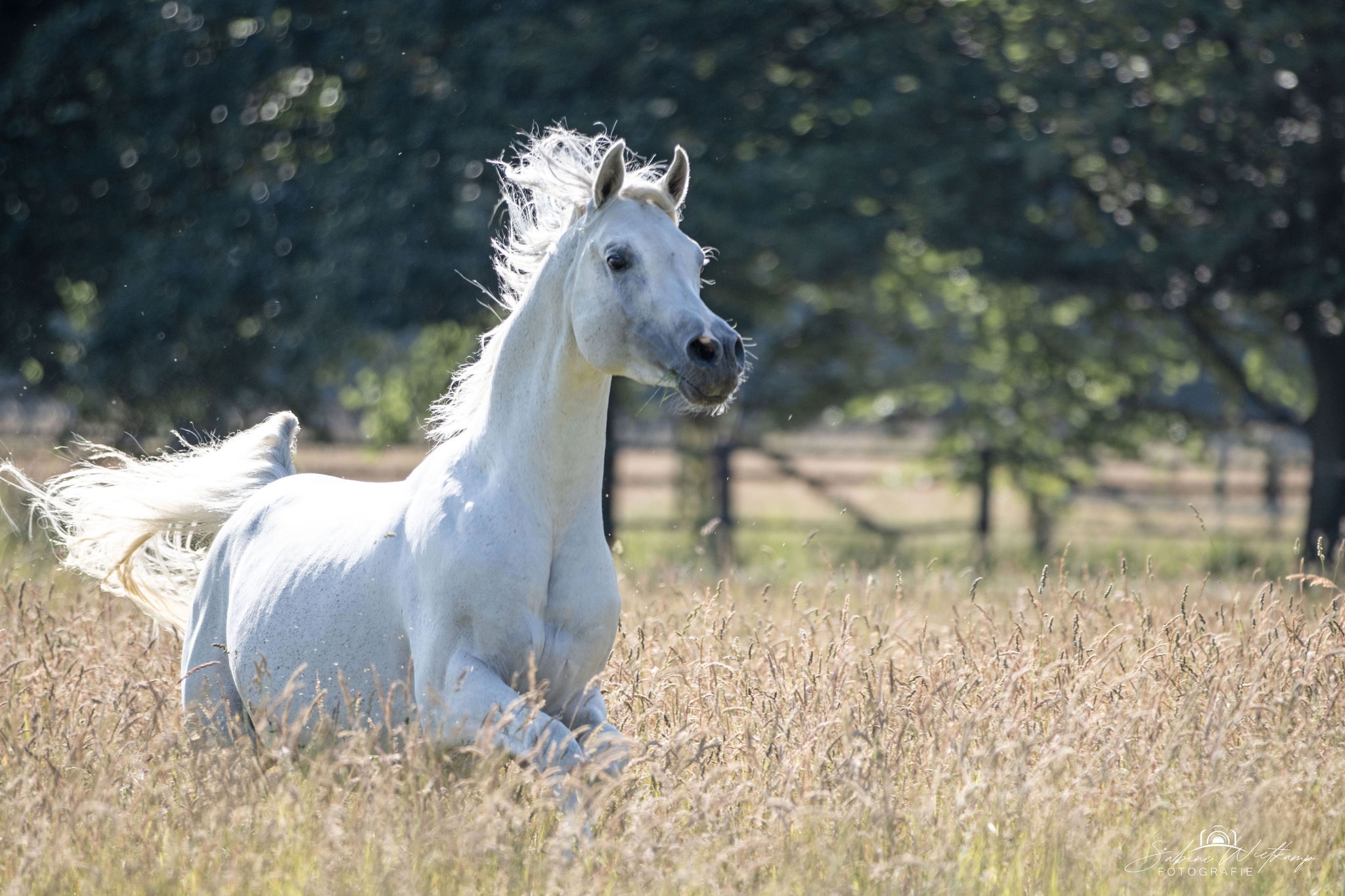 Sabine Wietkamp Portrait- und Tierfotografie