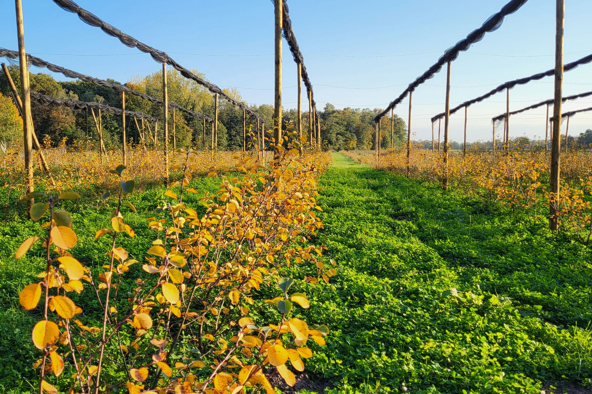 Junibeere Schulze Mönking