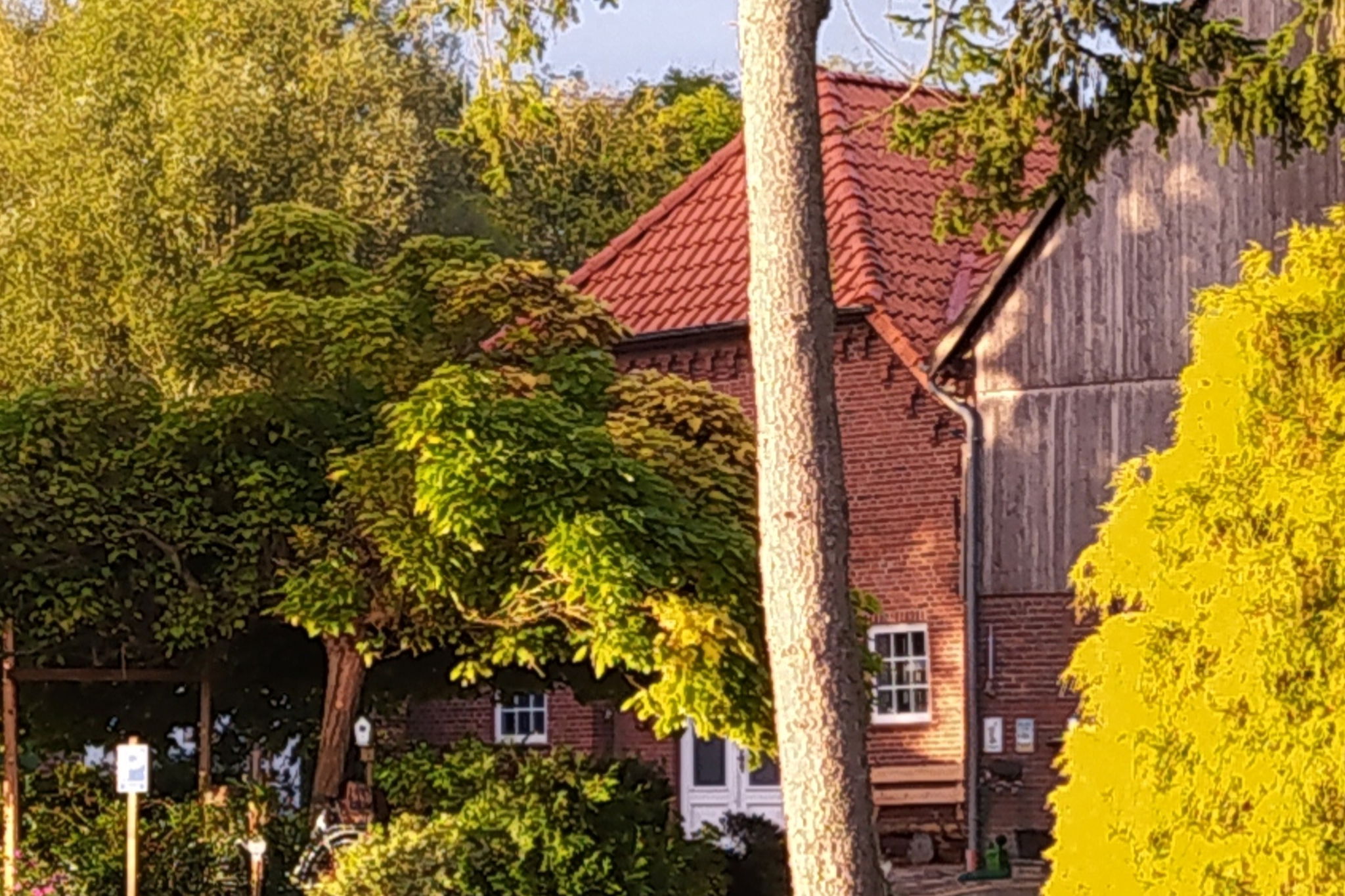 Mooroase Bauerngarten